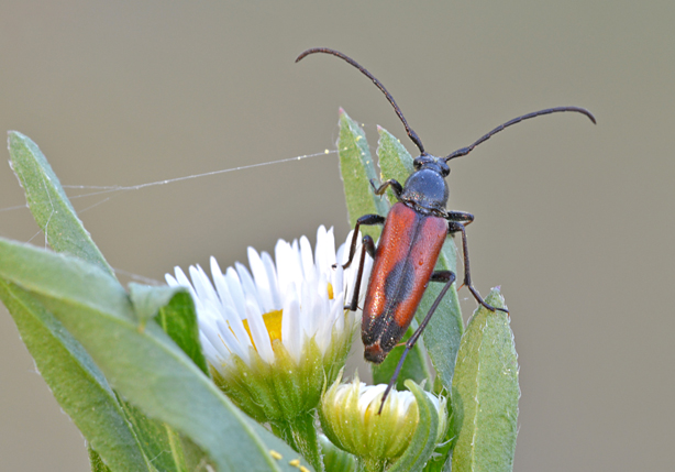 Cerambycidae:  Stenurella bifasciata ?  S !